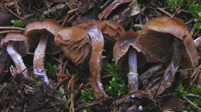 Cortinarius n�2 (cfr. Cortinarius hinnuleus s.l.)